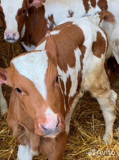 Телята с доставкой за наш счёт