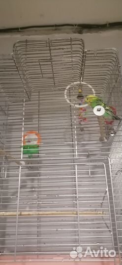 Отдам волнистого попугая девочку в добрые руки