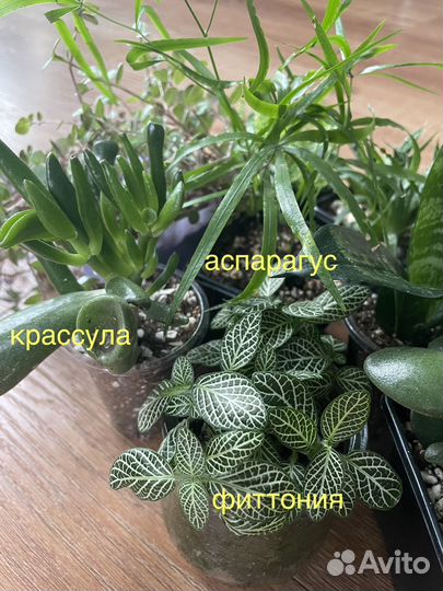 Сансевиерия, каллизия, хоббит, аспарагус, алое