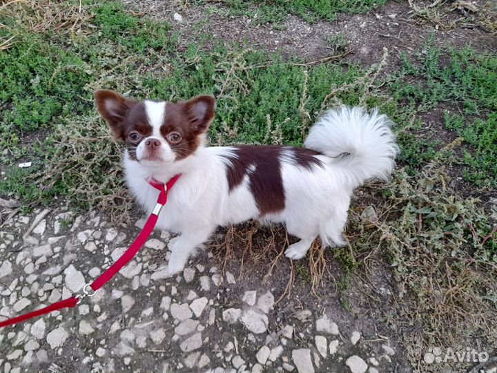 Выгул собак