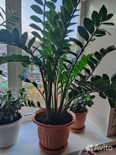 Замиокулькас