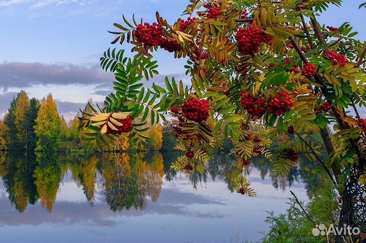 Рябина обыкновенная