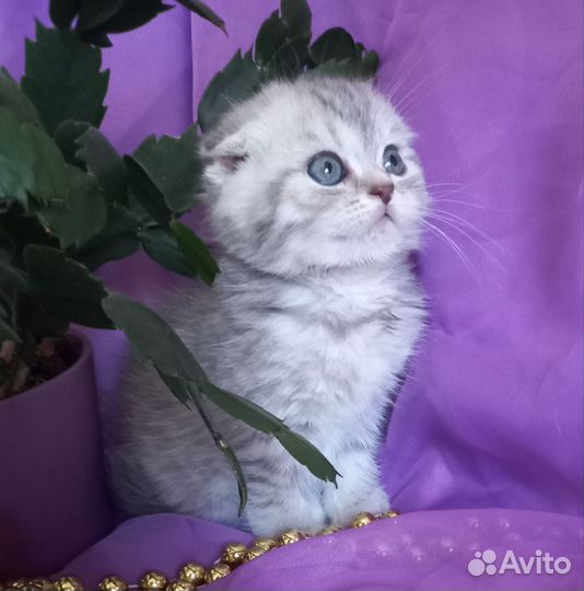 Шотландские котята