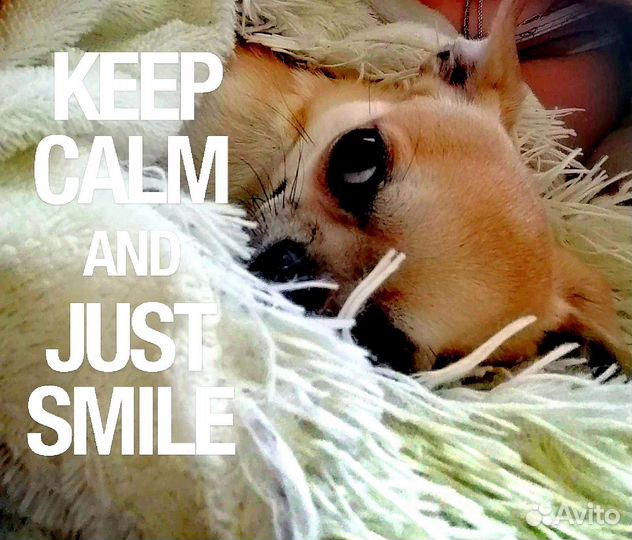 Вязка кобель чихуахуа