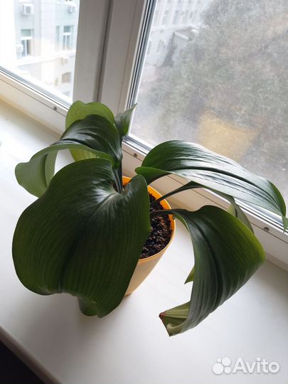 Эухарис амазонская лилия