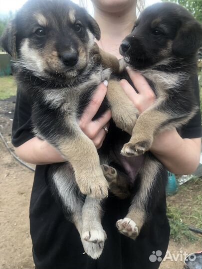 Щенята большой собаки