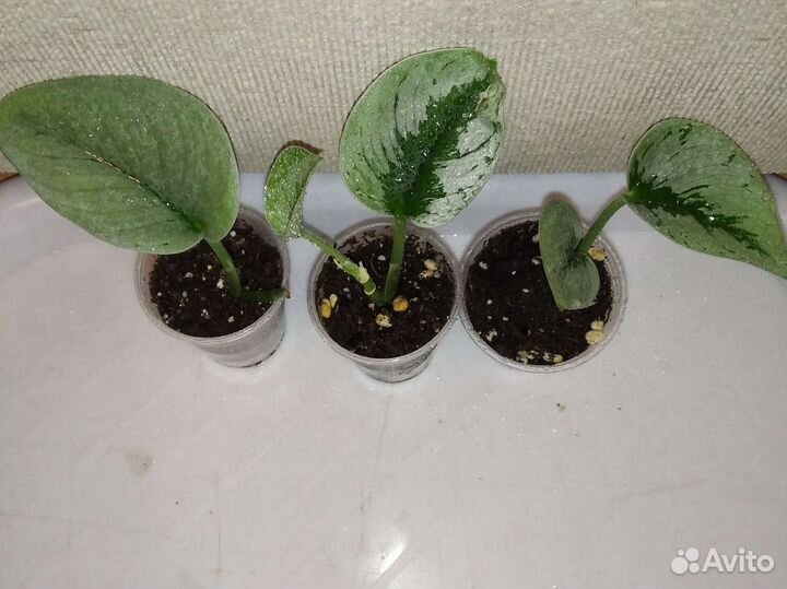 Сциндапсусы, эпики