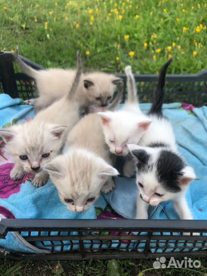 Котята в добрые руки