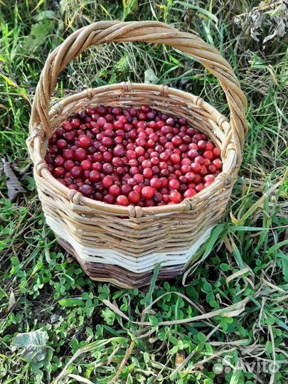 Корзина плетёная из ивы