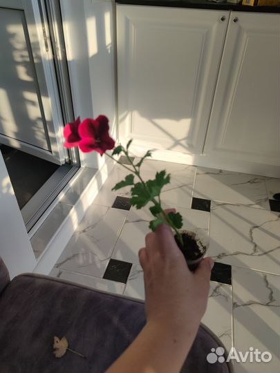 Герань разных видов