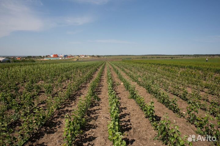 Подбор земельных участков под фермерское хозяйство
