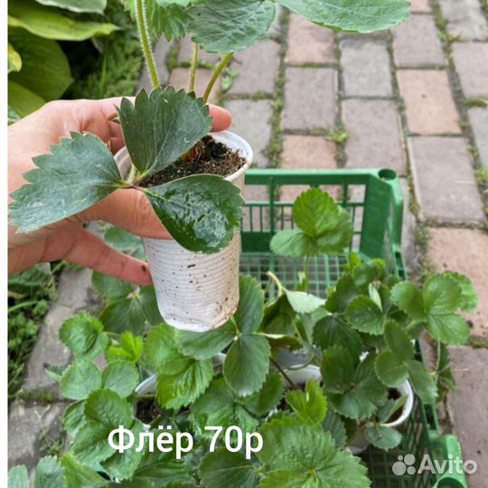 Клубника, саженцы зкс