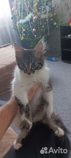 Отдам кота в добрые руки