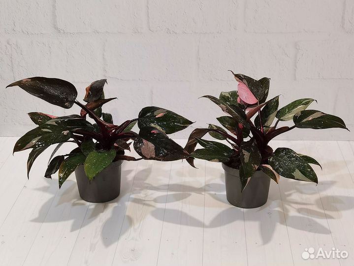 Филодендрон Пинк Принцесс Марбл