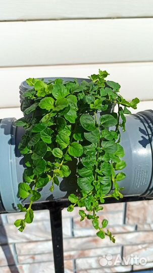 Вербейник монетчатый/Лизимахия