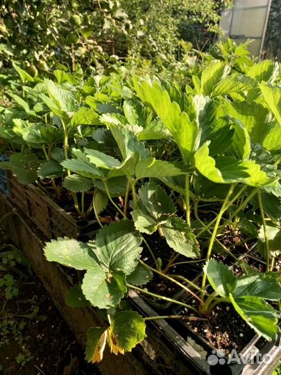 Саженцы клубники