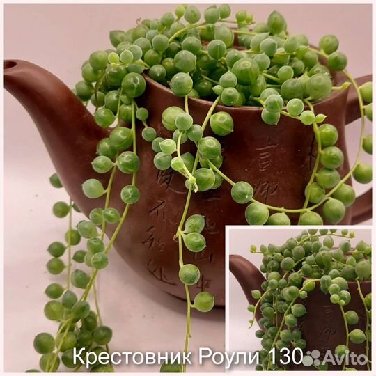 Суккуленты черенки и детки