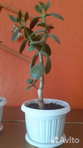 Денежное дерево толстянка крассула