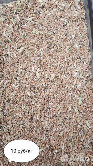 Пшеница фуражная