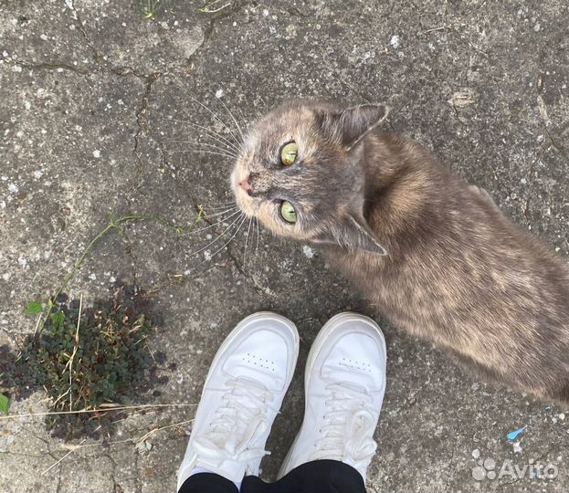 Кошка в хорошие руки, породистая