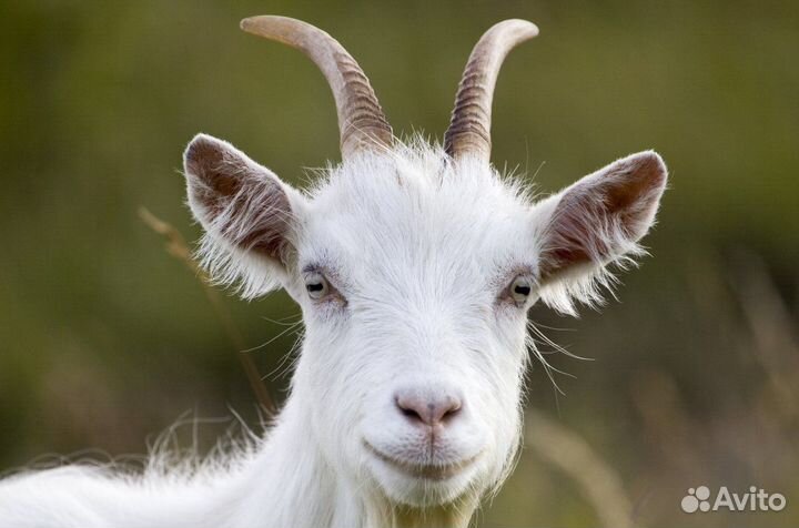 Продам козу