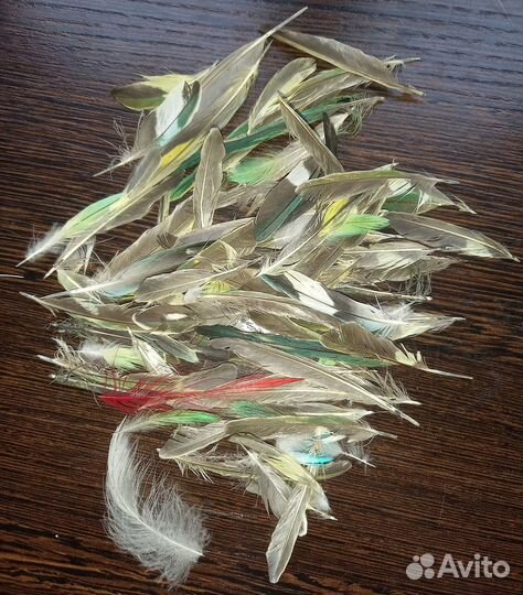 Кошачьи усы, перья попугая (возможен обмен)