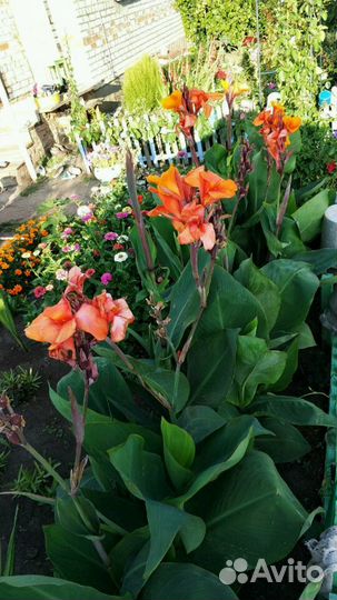 Цветы Канны красные, оранжевые, желтые