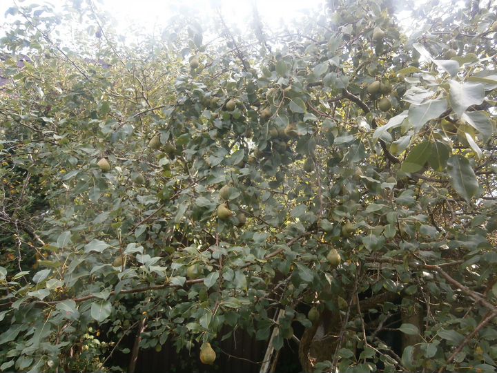 Дача 24 м² на участке 6,8 сот.