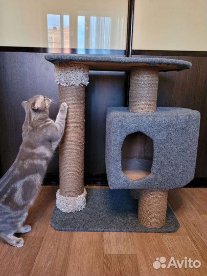 Когтеточка