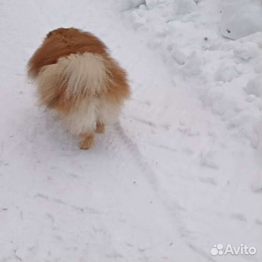 Померанский шпиц вязка