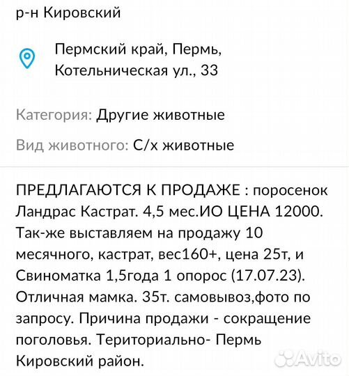 Поросенок Дюрок. Свиноматка