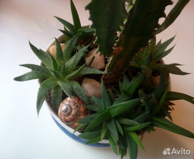 Композиция из суккулентов