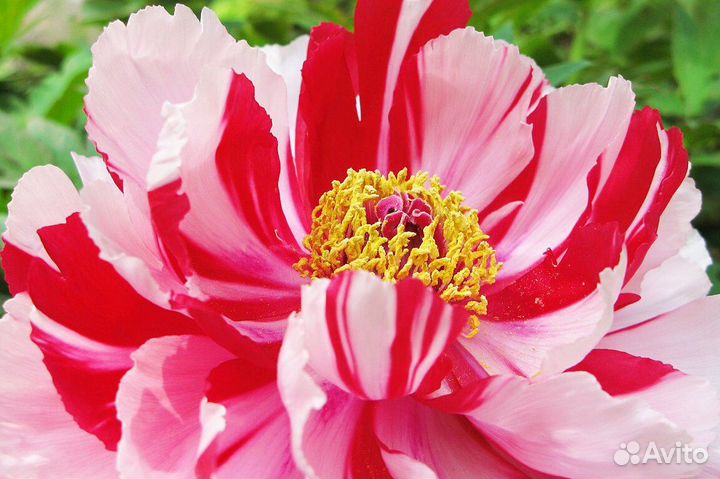 Пионы сортовые гибрид две сестры