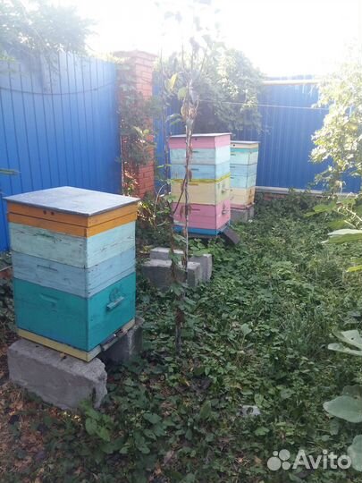 Продаю пчёл