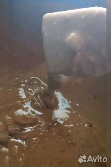 Живица сосновая для балхам и мази