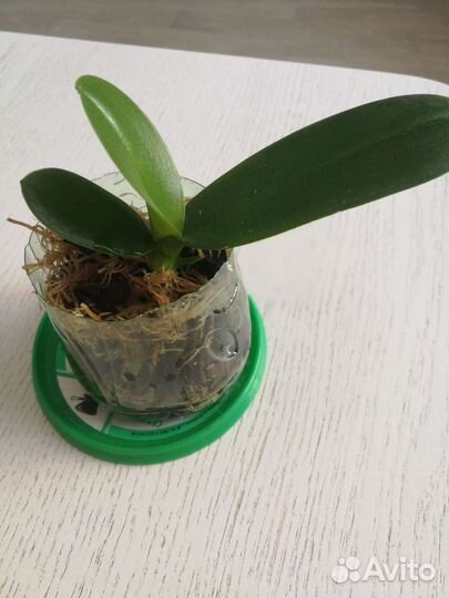 Орхидея Фаленопсис белая