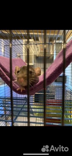 Крысы дамбо