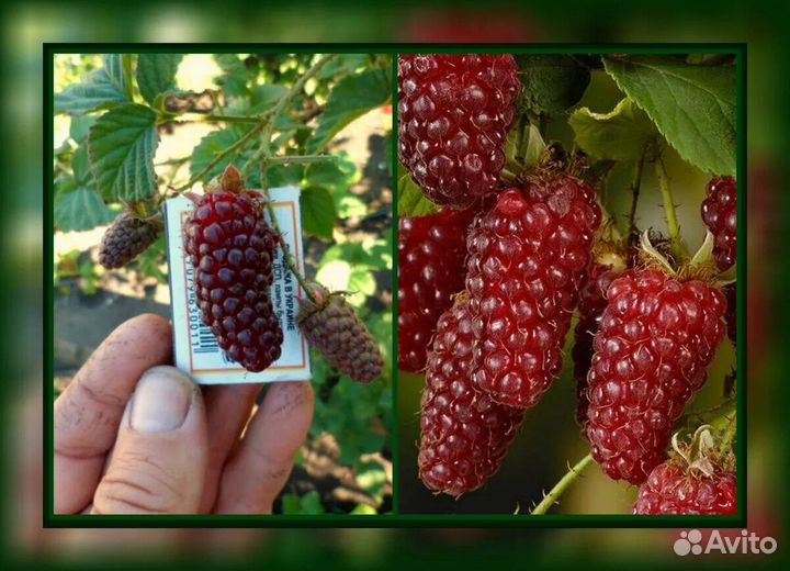 Саженцы ежемалины