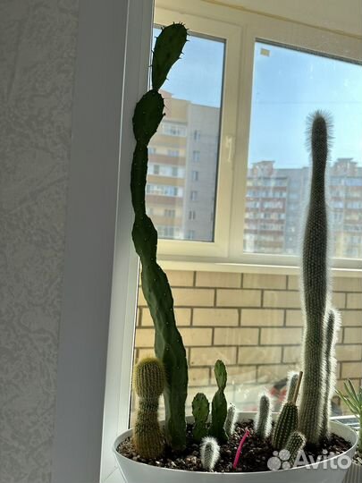 Кактусы и суккуленты