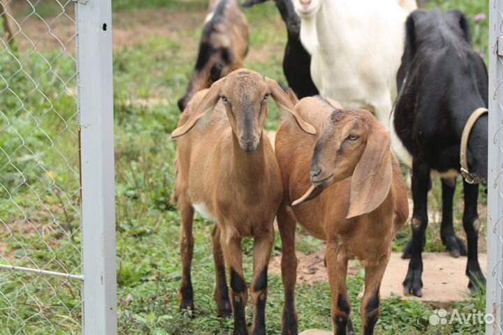 Коза альпо-нубийская