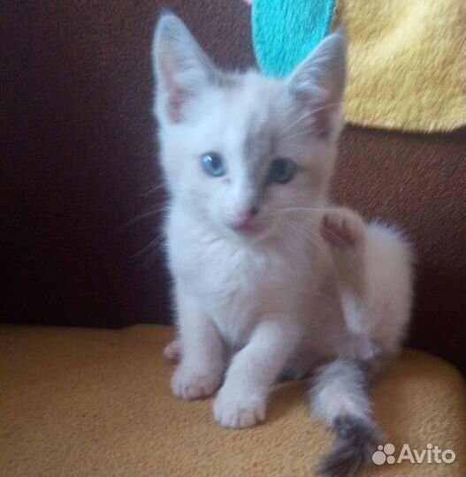 Отдам котят в добрые руки