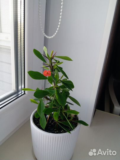 Молочай миля