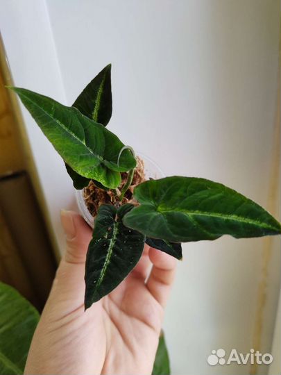 Сингониум райли (болотный)