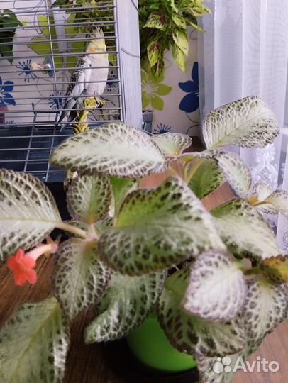 Комнатные цветы