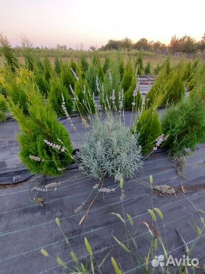 Туя западная смарагд