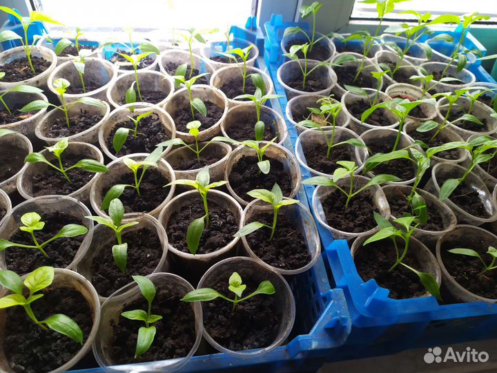 Рассада баклажан, томатов, перцев