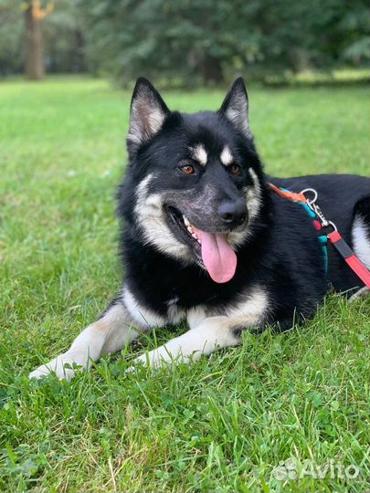 Собака в добрые руки бесплатно