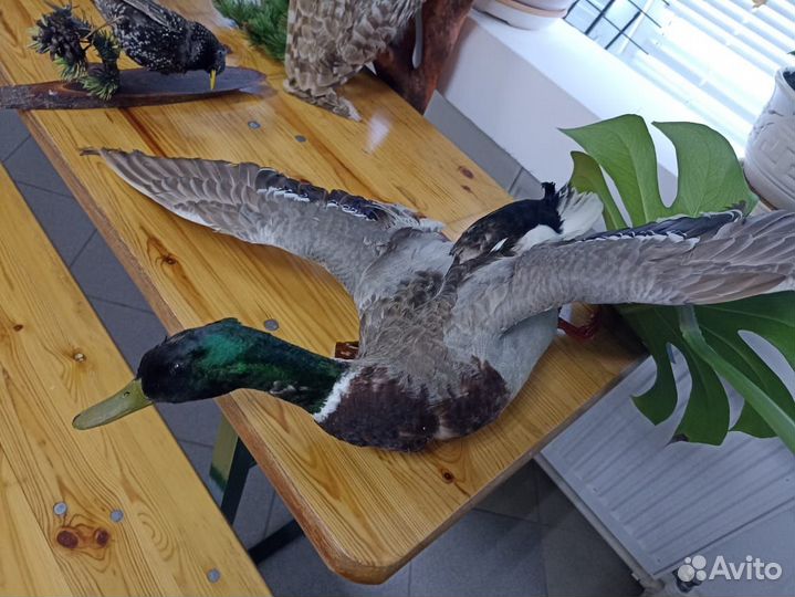 Коллекция чучел птиц