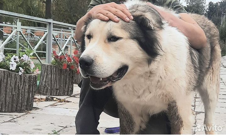 Алабай в дар