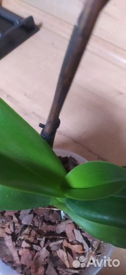 Орхидея фаленопсис